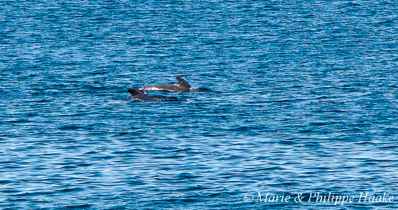 Globicephale 1620.jpg - Globicéphales durant la traversée en ferry de Lodingen à Bognes (Vestfjorden, Norvège, juin 2012)
